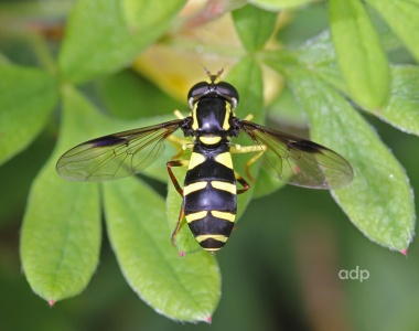 Xanthogramma pedissequum, female, Alan Prowse